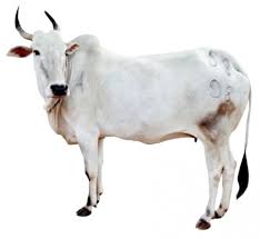 Amrit Mahal Cow