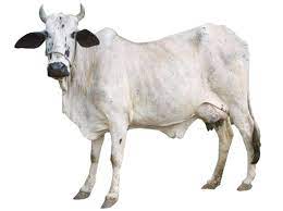 A white Bachaur cow standing on a white background.