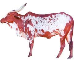 A majestic Bargur cow standing proudly on a white background.